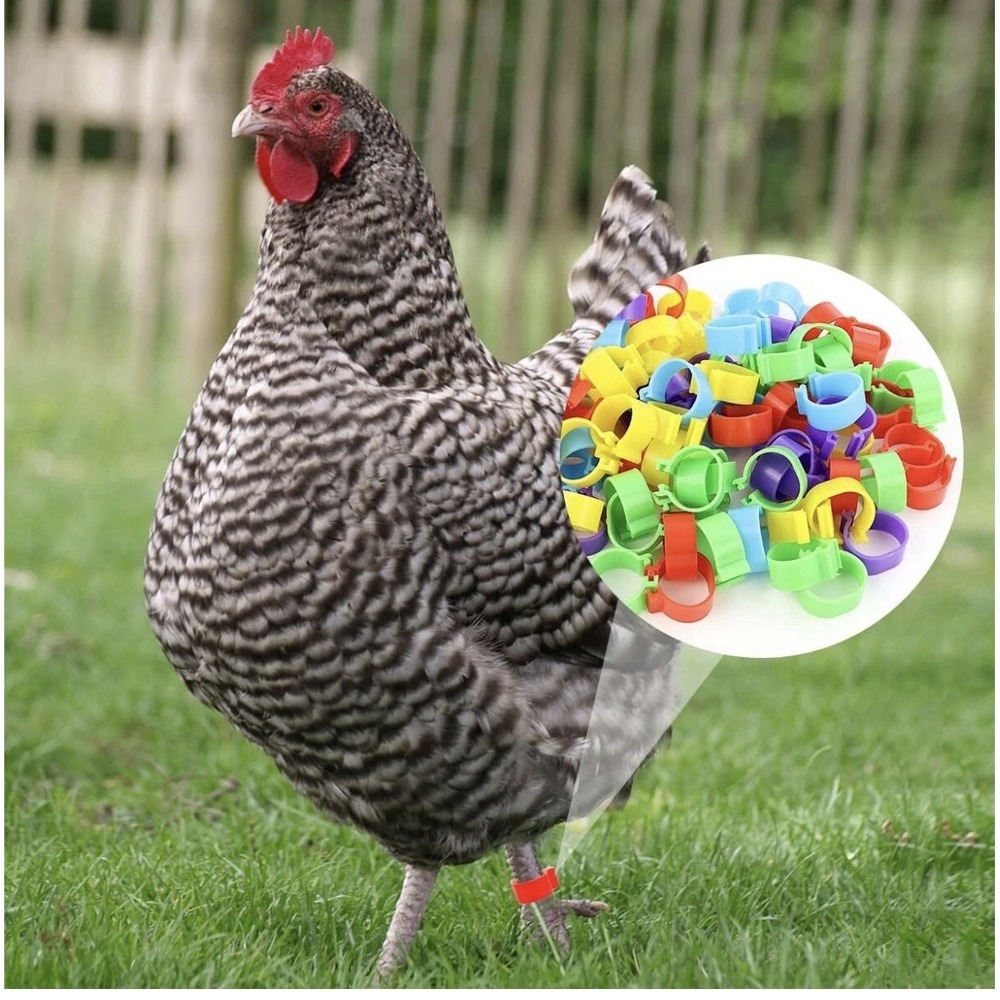 Chicken Identification Bands 5 Color Chicken Leg Rings 16mm Poultry Foot